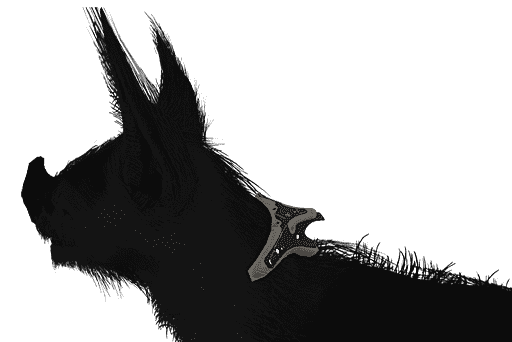 Taichen Kubrow Collar